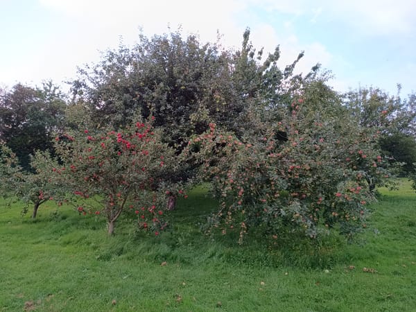 How to make home-made cider